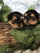 Small Photo #9 Yorkshire Terrier Puppy For Sale in KYLE, TX, USA