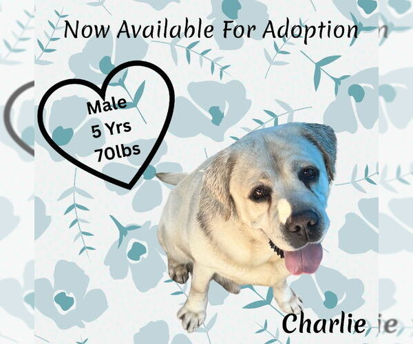 Medium Photo #1 Labrador Retriever Puppy For Sale in San Diego, CA, USA