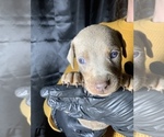 Small Photo #12 Doberman Pinscher Puppy For Sale in BARNETT, MO, USA