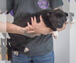 Small #2 American Staffordshire Terrier Mix
