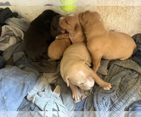 Medium Photo #1 American Pit Bull Terrier Puppy For Sale in CHESTER, VA, USA