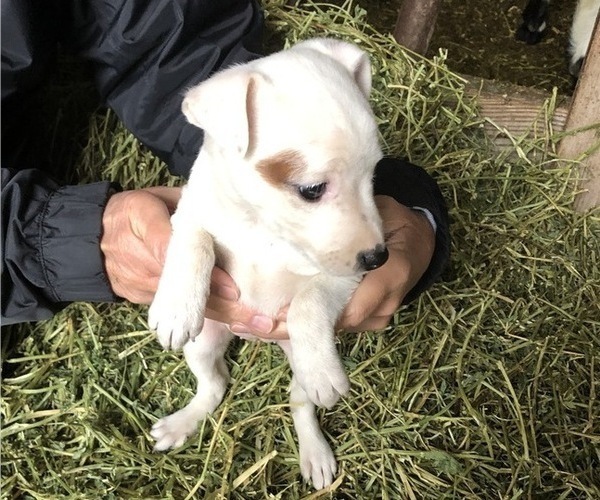 Medium Photo #1 Jack Russell Terrier Puppy For Sale in KALONA, IA, USA