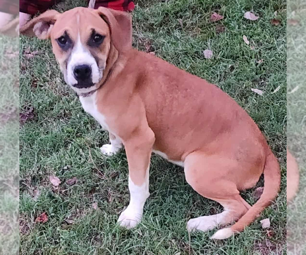 Medium Photo #2 Boxer-Unknown Mix Puppy For Sale in Burnsville, MN, USA