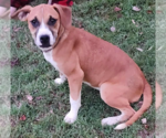 Small #1 Boxer Mix