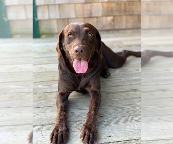 Medium Photo #8 Labrador Retriever Puppy For Sale in LISBON, CT, USA