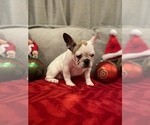 Small Photo #2 French Bulldog Puppy For Sale in MOORESVILLE, NC, USA