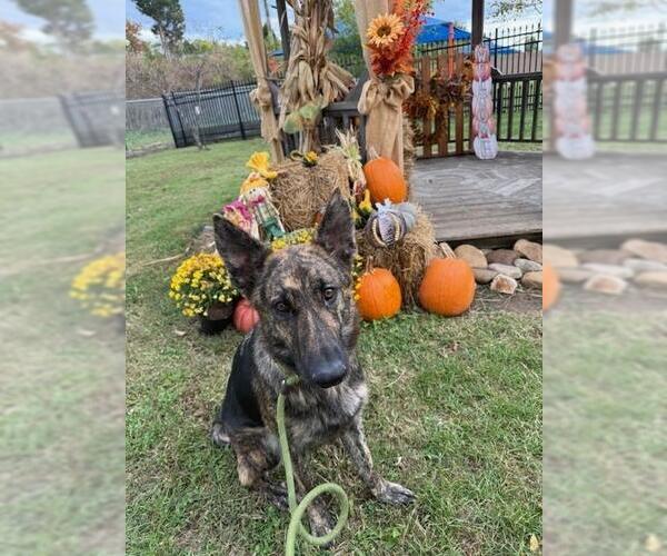 Medium Photo #1 - Mix Puppy For Sale in Louisville, KY, USA