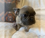 Small #18 French Bulldog