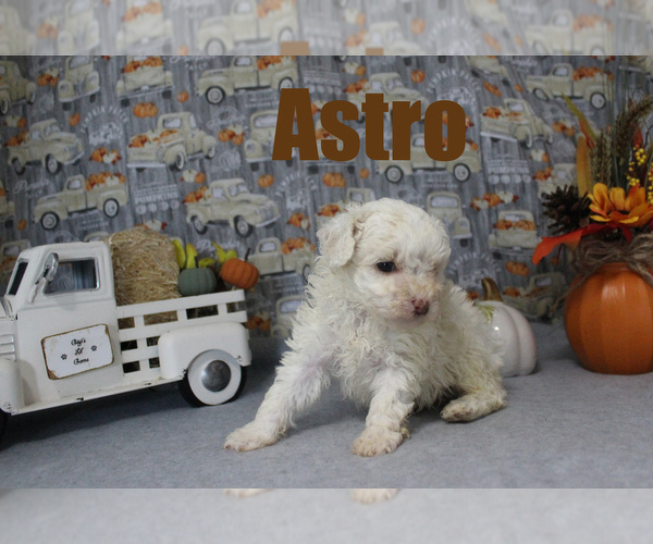 Full screen Photo #7 Poodle (Toy) Puppy For Sale in CHANUTE, KS, USA