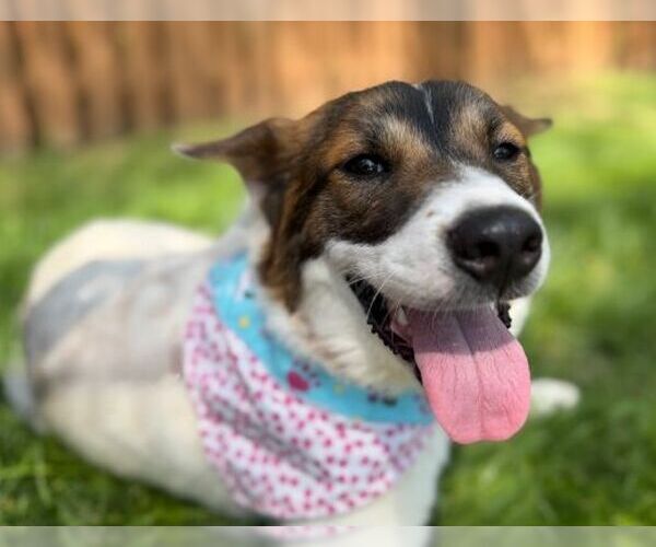 Medium Photo #10 German Shepherd Dog-Unknown Mix Puppy For Sale in Arlington, VA, USA