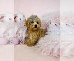 Small #3 Goldendoodle