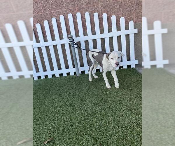 Medium Photo #1 Mutt Puppy For Sale in Modesto, CA, USA