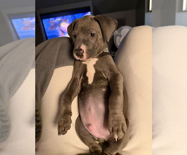 Medium Photo #4 Mutt Puppy For Sale in St. Louis Park, MN, USA