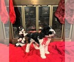 Small Photo #8 Poodle (Standard) Puppy For Sale in MIDDLETOWN, OH, USA
