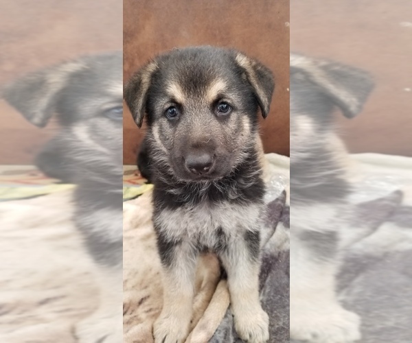 Medium Photo #7 German Shepherd Dog Puppy For Sale in PHOENIX, AZ, USA