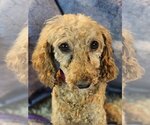 Small Photo #2 Poodle (Miniature) Puppy For Sale in Bon Carbo, CO, USA