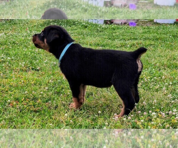 Medium Photo #9 Rottweiler Puppy For Sale in PELHAM, GA, USA