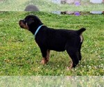 Small Photo #9 Rottweiler Puppy For Sale in PELHAM, GA, USA