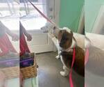 Small #6 Great Pyrenees-Saint Bernard Mix