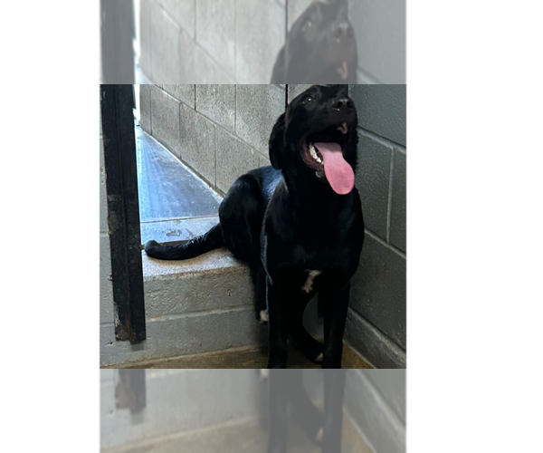 Medium Photo #6 Labrador Retriever Puppy For Sale in Evansville, IN, USA