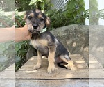 Small #2 Schnoodle (Miniature)