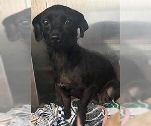 Chihuahua-Unknown Mix Dogs for adoption in San Martin, CA, USA