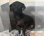 Small Chihuahua Mix