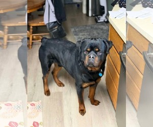 Rottweiler-Unknown Mix Dogs for adoption in Germantown, OH, USA