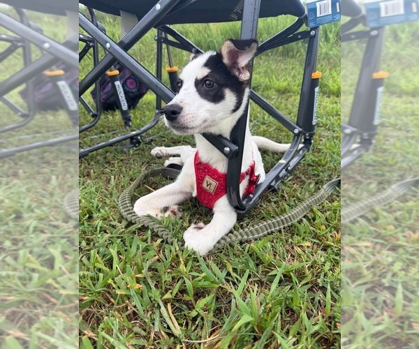 Medium Photo #3 Mutt Puppy For Sale in Holly Springs, NC, USA