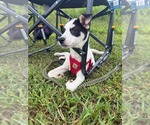 Small #2 Mutt