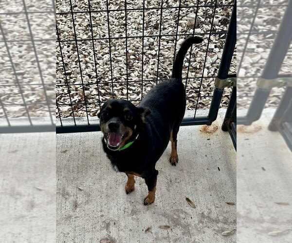 Medium Photo #3 Chihuahua-Unknown Mix Puppy For Sale in Oak Bluffs, MA, USA