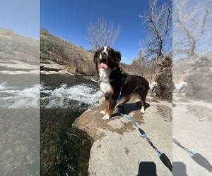 Father of the Miniature Australian Shepherd puppies born on 03/11/2026