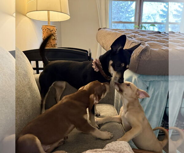 Medium Photo #13 Siberian Husky-Unknown Mix Puppy For Sale in Fargo, ND, USA