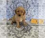 Small #5 Golden Retriever