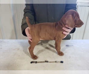 Vizsla Puppy for sale in RADCLIFFE, IA, USA