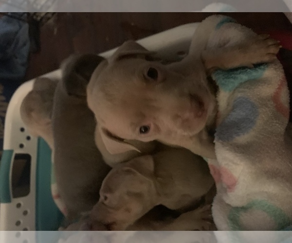 Medium Photo #1 American Pit Bull Terrier Puppy For Sale in WILLOW SPRING, NC, USA