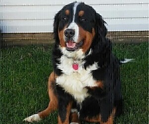 Mother of the Bernese Mountain Dog puppies born on 01/23/2022