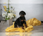 Small Photo #17 Doberman Pinscher Puppy For Sale in NARVON, PA, USA