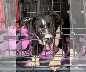 Labrador Retriever-Unknown Mix Dogs for adoption in Sheboygan, WI, USA