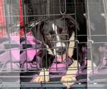 Small Labrador Retriever Mix