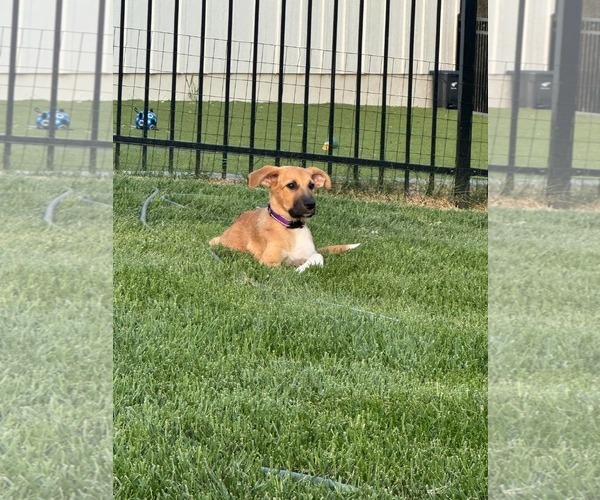 Medium Photo #2 German Shepherd Dog-Unknown Mix Puppy For Sale in Overland Park, KS, USA