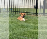 Small #1 German Shepherd Dog Mix