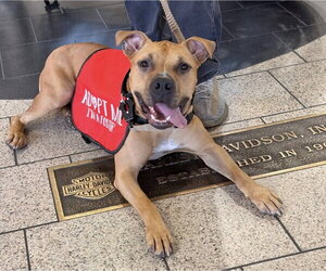 Bulldog-Unknown Mix Dogs for adoption in The Woodlands, TX, USA