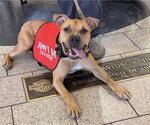 Waffles - Male Bulldog-Unknown Mix Dog for Adoption - Small photo