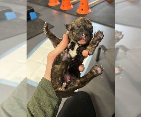 Medium Photo #1 Holland Shepherd-Unknown Mix Puppy For Sale in Imlay City, MI, USA