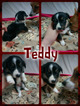 Small Photo #2 Border Collie-Pembroke Welsh Corgi Mix Puppy For Sale in ORCHARD, CO, USA