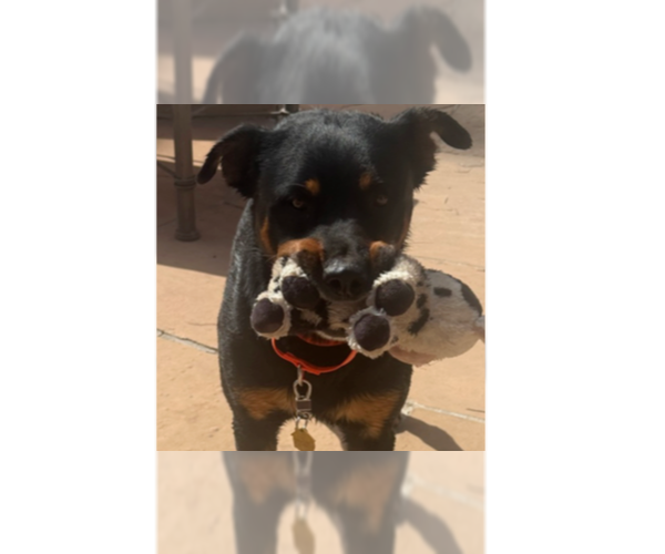 Medium Photo #26 Rottweiler Puppy For Sale in Gilbert, AZ, USA