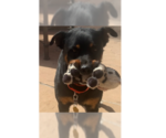 Small #25 Rottweiler
