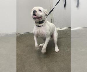 Rat Terrier-Unknown Mix Dogs for adoption in Rosenberg, TX, USA