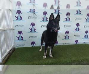German Shepherd Dog Dogs for adoption in Orlando, FL, USA